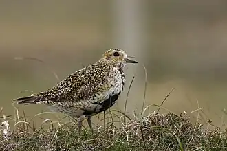 Photographie d'un oiseau d'allure trapue vu de profil, debout sur un sol végétal. Ses ailes et son dos sont mouchetés de noir et de doré, sa face est dorée, sa poitrine et son ventre sont mêlés de plumes blanches et noires.