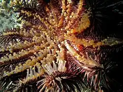 Face orale d'une acanthaster, montrant les nombreux podia.