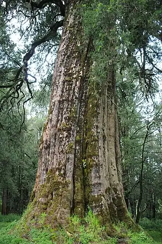 Description de l'image Podocarpus Milanjianus.jpg.