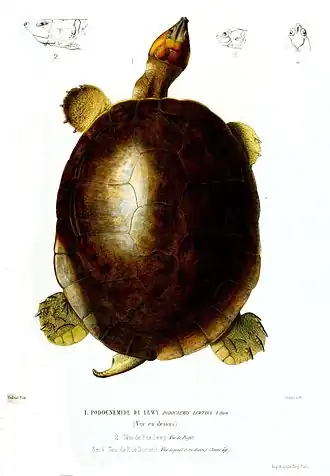 Description de l'image PodocnemisLewyana.jpg.