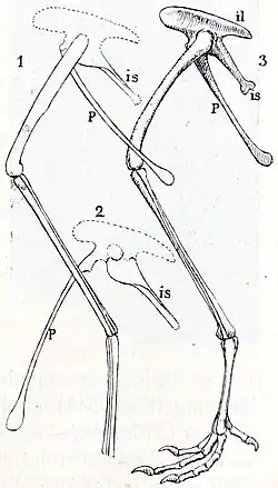 Comparaison du pelvis et du membre postérieur de Podokesaurus et Archaeopteryx (1913).