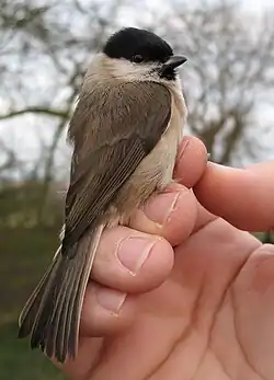 Petit oiseau rondouillard tenu à la main et par les pattes, dans le cadre d'un baguage scientifique.