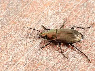 Description de l'image Poecilus (Poecilus) versicolor 01.jpg.