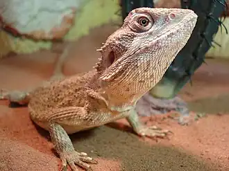 Description de l'image Pogona mitchelli.JPG.