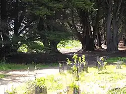 Replantation en sous-bois