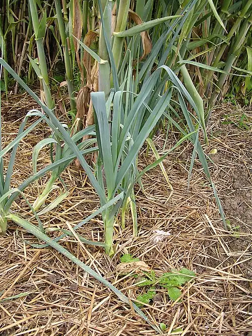 Glauque d'œillet et Glauque d'Abiès du poireau p.&nbsp;247-248.