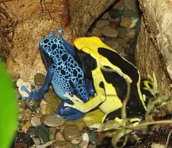 Dendrobates tinctorius "Azureus" (gauche) et Dendrobates tinctorius "Regina" (droite)
