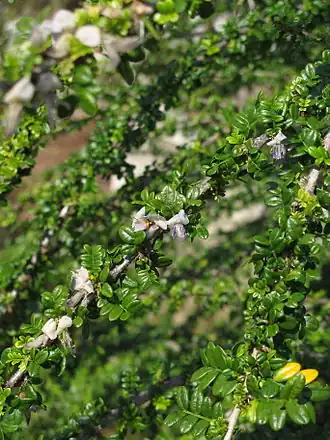 Description de cette image, également commentée ci-après