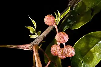 Fruits à maturation.