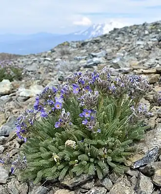 Description de l'image Polemonium eddyense 1.jpg.