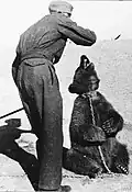 Wojtek en Iran en 1942.