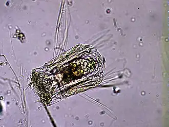 Polyarthra sp., un Synchaetidae