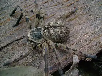 Description de cette image, également commentée ci-après