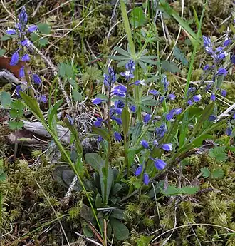 Description de l'image Polygala amarella RF.jpg.