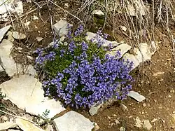 Polygale du calcaire.