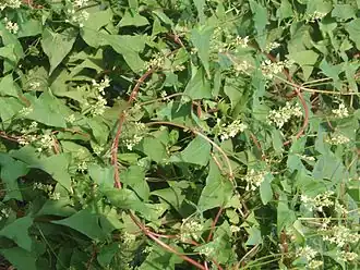 Description de cette image, également commentée ci-après