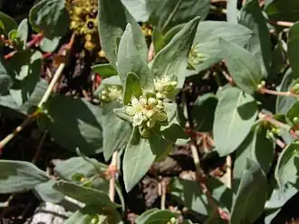 Description de l'image Polygonumdavisiae.jpg.