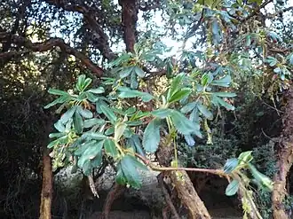 Description de l'image Polylepis inkana-2.JPG.