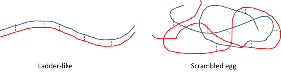 Les complexes polymères-polymères peuvent se présenter sous l'une des deux formes suivantes : ladder-like ou scrambled egg.