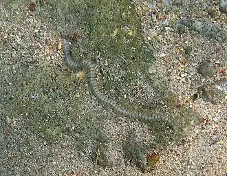 Un ver à écailles du groupe des polynoïdes