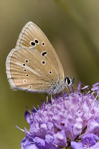 Description de l'image Polyommatus fulgens.jpg.