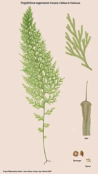 Polyphlebium angustatum