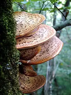 Polypores écailleux sur le côté d'un arbre.
