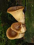 photo de Polyporus squamosus