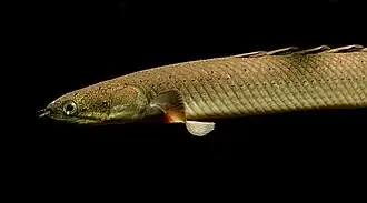 Polypterus senegalus.