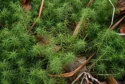 Polytrichum commune, espèce de grande taille, pouvant atteindre 50&nbsp;cm de haut.
