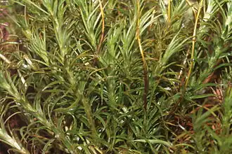 Description de l'image Polytrichum alpinum 7723.JPG.
