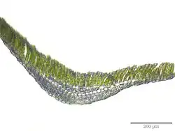 Coupe transversale de la « feuille » du Polytric commun.