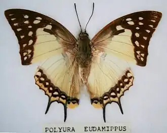 Polyura eudamippus.