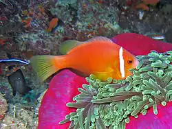 Amphiprion nigripes