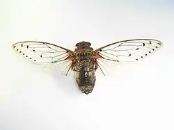 Megapomponia imperatoria