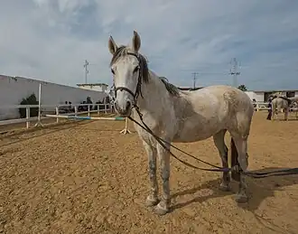 Poney des Mogods à La Soukra.