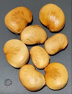 Graines extraites des gousses.