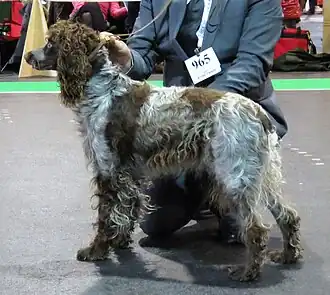 Image illustrative de l’article Épagneul de Pont-Audemer