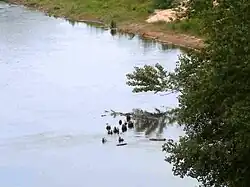 vue de l'extrémité de pieux antiques apparaissant à la surface de l'eau