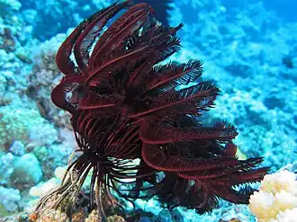 Pontiometra andersoni