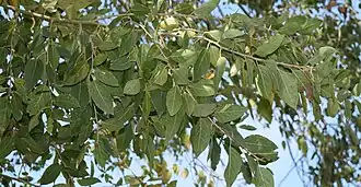 Description de l'image Populus primaveralepensis.jpg.