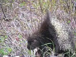 Attitude de défense