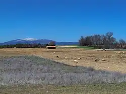 Élevage en plein air sur le plateau de Sault