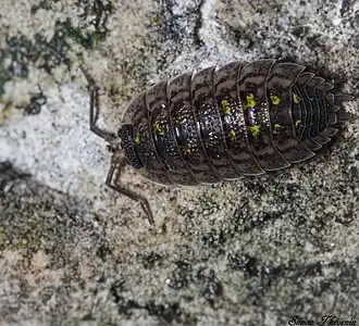 Description de cette image, également commentée ci-après