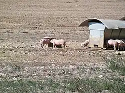 Élevage en plein air de porcs du Ventoux au Revest-du-Bion