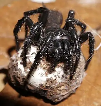 Description de l'image Porrhothele quadrigyna 62331897.jpeg.