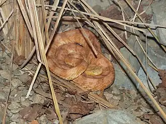 Description de l'image Porthidium lansbergii.JPG.