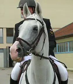 Étalon gris de trois quarts avant.