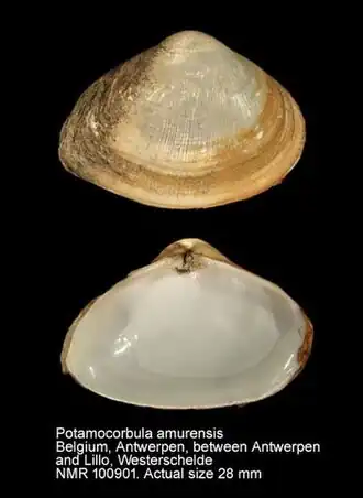 Description de l'image Potamocorbula amurensis (NMR993000100901).jpeg.