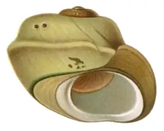 Potamolithus rushii.